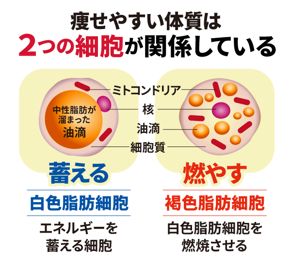 痩せやすい体質は生まれつきなのか？